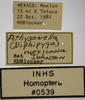 Other on Athysanella (Diphipyga) mexicana Johnson, 1979: Labels - female. (Observation).