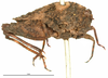 CollectionObject 1521867; OUM 749, ae9c4b61-2a3e-4414-849a-d97ce1862d31: female, lateral view (syntype). (CollectionObject).