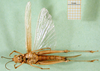 CollectionObject 1502033; 513543f1-75a7-4f3b-9323-1f2b425fd026: female, ventral view (paratype). (CollectionObject).