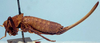 Eremopedes (Eremopedes) scudderi Cockerell, 1898: female (allotype or syntype of Eremopedes popeana). (Otu).
