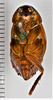 CollectionObject 1863685; 242be26f-ecc1-48c5-b9e2-ba05ddabdee4: (CollectionObject).