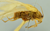 CollectionObject 1532815; 8d2dffe3-973e-4186-bec6-3542734fff5e, NMW 10.727: male close-up of body, lateral view (lectotype). (CollectionObject).