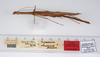 CollectionObject 1562559; 3923069e-3bbd-4f15-8e54-3bc7af5d4b4f: copyright ZMUH, Hamburg. female, dorsal view (syntype). (CollectionObject).
