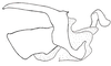 Baeacris talamancensis Rowell & Carbonell, 1977: FIg. 13. male genitalia without epiphallus, lateral view. (Otu).