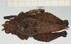 CollectionObject 1543410; 0050c34c-d943-467c-b3dc-5151c01e27a2, NHMUK010924475: female, dorsal view (holotype). (CollectionObject).