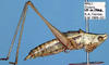male, lateral view (holotype). Depicts CollectionObject 1516776; 2a0afb2d-f26a-46db-a4f1-00eea187ed95, a CollectionObject.