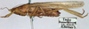 CollectionObject 1500323; 6f4685fa-013c-4a17-9eb0-b2aa93e8078e: male, lateral view (syntype). (CollectionObject).