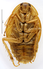 CollectionObject 1587194; MNHN(SF IMPORT DUPLICATE) MNHN-EP-EP1109, a096df44-4c8a-4fab-b370-9c1c848ab1d0: CC BY-NC-ND 4.0/MNHN - Depraetere Marion - 2014. Holotype, male, of biplagiata Bolívar, 1897. Specimen number: MNHN-EP-EP1109. http://coldb.mnhn.fr/catalognumber/mnhn/ep/ep1109. (CollectionObject).