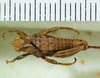 CollectionObject 1498693; 9eac8be5-1853-41f0-a43a-dc098e6bacb8: male, dorsal view. (CollectionObject).