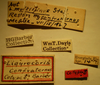 CollectionObject 1962957; c82f9bcc-5b60-4fea-9443-be746f513b65: Ligyrocoris confraternus - Paratype Labels (NMNH) - (CC BY-NC 3.0) - Photo by Pablo M. Dellapé with permission from the National Museum of Natural History (NMNH), Smithsonian Institution, Washington, D.C. (CollectionObject).