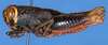 CollectionObject 1535848; 1c59940d-b829-46b1-9bf3-8d9c2df4ac33: male, lateral view. (CollectionObject).