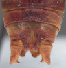 CollectionObject 1534812; 5b1ba917-4af9-475a-9f9e-61cb39195952: male cerci (holotype). (CollectionObject).