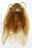 CollectionObject 1573701; MNHN(SF IMPORT DUPLICATE) MNHN-EP-EP1331, a7538986-1187-491c-9e3d-c7b942270c63: CC BY-NC-ND 4.0/MNHN - Depraetere Marion - 2014. Lectotype, male, of colini Rochebrune, 1883. Specimen number: MNHN-EP-EP1331. http://coldb.mnhn.fr/catalognumber/mnhn/ep/ep1331. (CollectionObject).