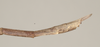 CollectionObject 1559399; NHMUK(SF IMPORT DUPLICATE) 844595, 9f01cb72-547d-4e0e-8c13-d961b09e6b9d: copyright Natural History Museum, London. female: end of abdomen, lateral view (holotype). (CollectionObject).
