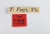 Other: !! display not done !! on Heliria fagi (Fitch, 1851): (Observation).