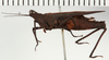 CollectionObject 1529912; NHRS NRM-ORTH 12988, 31f8f739-bf53-4a18-acb4-14cca7b86ab9: female, lateral view (holotype of Spartolus longiceps). (CollectionObject).