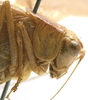CollectionObject 1505862; 194c67dd-bbfa-4e0a-8203-bed6f453dd59: female pronotum lateral (holotype). (CollectionObject).