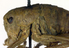 CollectionObject 1501842; bca2cad9-e5e3-43e2-bbf2-4bfdb0184528, DORSA BTisohosS01: female nymph, pronotum lateral (syntype). (CollectionObject).