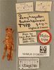 CollectionObject 1518654; f2ca3e87-1c2d-473c-b206-3b18fa7058d7, NHMUK013806077: female, dorsal view, labels (holotype). (CollectionObject).