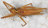 CollectionObject 1532390; NMW 25821, d93704f0-4f1b-473c-95b2-75fb89461e23: male, dorsal view (neoallotype). (CollectionObject).