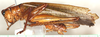 CollectionObject 1544415; 9e9cfe68-9ee4-4ef7-bca3-0d1b7a4193d6: male, lateral view (holotype). (CollectionObject).