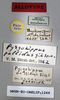 CollectionObject 1573867; 2fbaeab5-fd2a-4358-b181-fd60987e3481: labels (allotype). (CollectionObject).