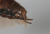 CollectionObject 1505753; b92c13b8-ff18-43fb-8d0d-5883deb1eff0: male, lateral view (holotype). (CollectionObject).
