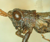 Leatettix laticornis Dirsh, 1956: male, head and pronotum, lateral view. (Otu).