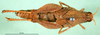 CollectionObject 1570333; f866583a-972d-463a-ac41-78b3513447e0: female, dorsal view (paralectotype). (CollectionObject).