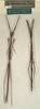 CollectionObject 1559267; 4a3b6abb-b934-428d-9bdf-3f66b818b8fb: copyright NMW, Vienna. male and female juv. of synonym Diardia vicinissima (syntypes). (CollectionObject).;CollectionObject 1559268; 9facfce6-b2e4-46c6-844c-3bb688946a45: copyright NMW, Vienna. male and female juv. of synonym Diardia vicinissima (syntypes). (CollectionObject).