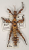 CollectionObject 1558784; bef01d1e-e6b3-4b2e-8690-b90a7bdb3aad: copyright UMO. Extatosoma bufonium female juv. (holotype). (CollectionObject).