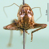 CollectionObject 1502684; e4215c47-9704-4875-b210-1c044f9ba408: female, frontal view (paratype of Platycleis moldavica). (CollectionObject).