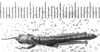 CollectionObject 1540560; 15150f73-2b48-4509-a8ae-78cbdcec4a5d: Image, Carbonell, C.S. male, dorsal view (lectotype). (CollectionObject).