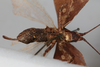 CollectionObject 1505797; 1cbc495d-608d-4251-8df3-864799fd2434: female, ventral view (holotype). (CollectionObject).