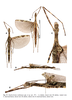 CollectionObject 2260487; 417b2543-adfc-456a-9b50-6b6e62dd7ff6: copyright RBINS. female (paratype). (CollectionObject).