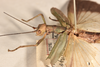 CollectionObject 1558284; 9fc7ed33-3550-471f-8e14-9c3838d7ce4c: copyright OUMNH. female: head & thorax, lateral view (syntype). (CollectionObject).;CollectionObject 1558285; ad47c116-5c57-4e7d-af86-1e2d66166cd2: copyright OUMNH. female: head & thorax, lateral view (syntype). (CollectionObject).