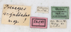 CollectionObject 1561325; NMW 212, 61f808f3-c8d6-49c6-ae8b-b0529a91759e: copyright NMW, Vienna. female, data labels (holotype). (CollectionObject).