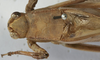 CollectionObject 1539850; 3b3675d5-8d7a-40a4-9df9-d5215a018e11: male pronotum, dorsal view (holotype). (CollectionObject).