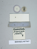 Rhabdoblatta praecipua (Walker, 1868): Copyright NHM, London. Lectotype female of synonym Epilampra praecipua, data labels (reversed). (Otu).