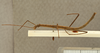 CollectionObject 1557636; 53c90a23-88f5-4740-acf4-a9ed4b7c3302: copyright RBINS Brussels. male, lateral view (holotype). (CollectionObject).
