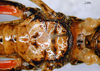 CollectionObject 1521449; cdb4f10a-c247-4ca9-b937-3c2f7533b4ff: female, thoracic sternites (allotype). (CollectionObject).
