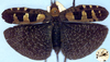 CollectionObject 1517030; b475cc6d-f3ae-4eb4-ab00-352c72b2f67f: female, dorsal view (holotype). (CollectionObject).