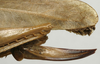 CollectionObject 1535099; 171967d3-fd2a-4d25-9a54-3bdb21eaa2b5: female ovipositor (holotype). (CollectionObject).