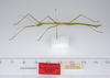 CollectionObject 1579443; ae90f838-53ce-49d8-b8bb-144d5b79f75b: copyright ZMUH, Hamburg. male, lateral view (syntype). (CollectionObject).