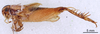 CollectionObject 1522765; dcb6ed4f-2c59-46d1-a472-dc9394a883e7: Male, lateral view (holotype). (CollectionObject).