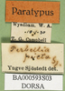 CollectionObject 1580260; d988f18b-4a78-4847-80a3-6b32d1f96635: labels (paralectotype). (CollectionObject).