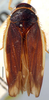 Habitus, dorsal view: !! display not done !! on Adama Dlabola, 1980: Adama n.sp., dorsally (INHS). (Observation).