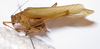 CollectionObject 1564888; a45e9ff3-bd9d-4654-a877-62d9c69fa87f: male, lateral view (paratype). (CollectionObject).