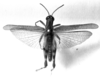 CollectionObject 1519651; 0e1d67a1-e4ac-46c2-837d-dfda8a0c7b2e: Image, Carbonell, C.S. at the British Museum, 1970. male, dorsal view (holotype). (CollectionObject).