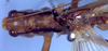 CollectionObject 1504235; e8bbbac7-b271-42c9-85d5-7b7ca0a221c3: male stridulatory apparatus (holotype). (CollectionObject).
